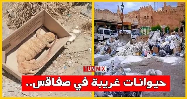 بالفيديو / بسبب تراكم النفايات : ظهور حيوان غريب قرب مدرسة في صفاقس 1 9D3DF1F1 17FD 4E16 8F20 BAF57ED3DAD2