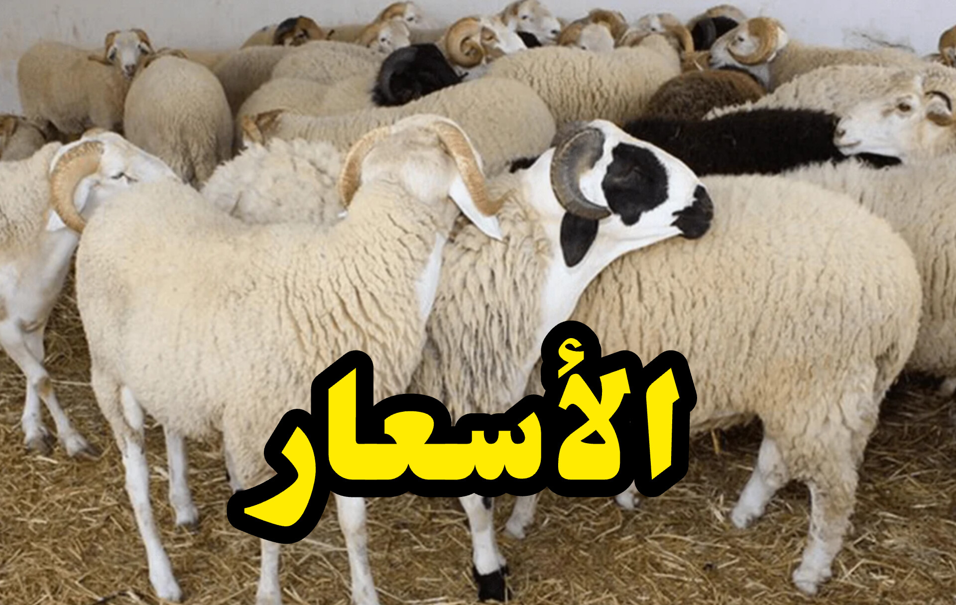 غرفة القصابين تكشف عن أسعار ‘خيالية’ لأضاحي العيد! 1 InShot 20250502 221532799
