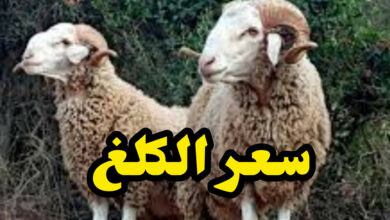 InShot 20250516 214804482