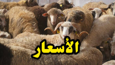 InShot 20250531 135924260