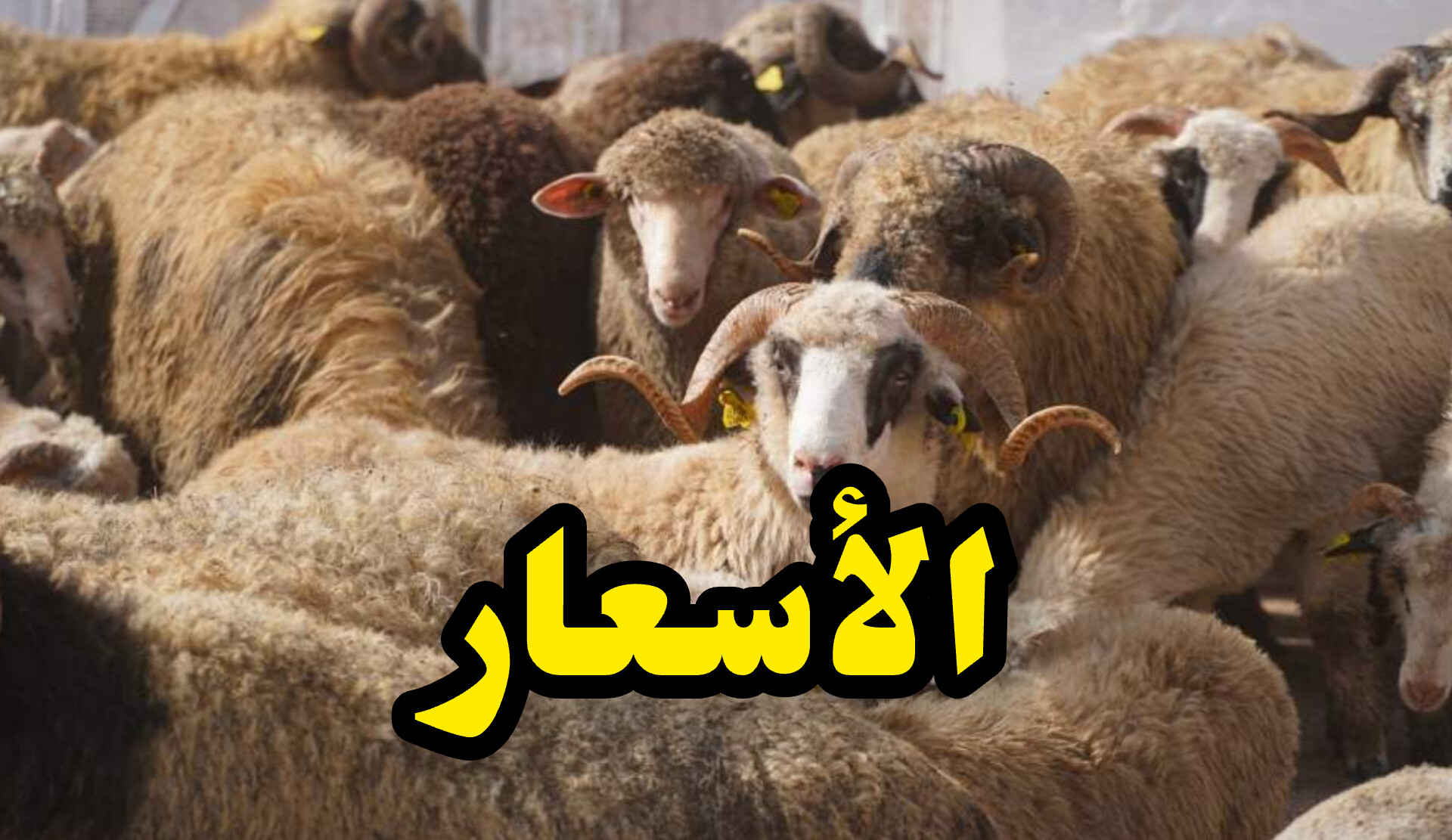 رسميا انطلاق بيع العلوش الروماني ... و هذه اسعاره 1 InShot 20250531 135924260